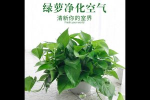 除甲醛選什麽綠植（zhí）好 甲醛排（pái）名第一的植物是它